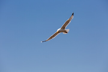 Seagull in fly on empty blue sky