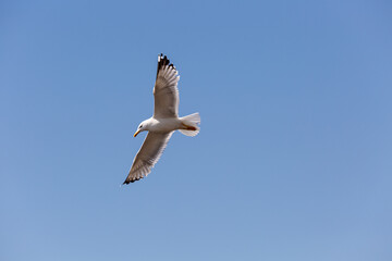 Seagull in fly on empty blue sky
