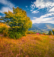 Fototapeta premium Kvasy village at September. Spectacular autumn scene of Carpathian village with red roof house and colorful tree. Amazing rural view of Ukrainian countryside.