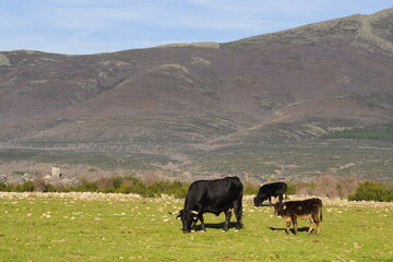 black cows ruminating in the field