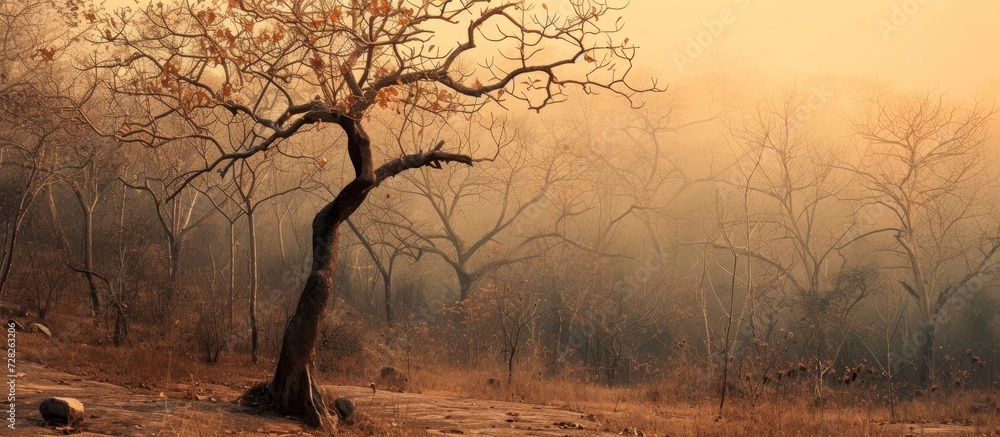 Poster dry tree in the forest: a serene image of a desolate landscape with a dry tree standing tall amidst 