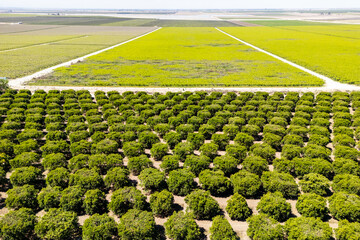 Aerial view of Olive plantation in rural California.