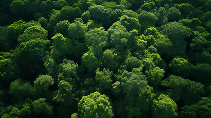 Forest Top View