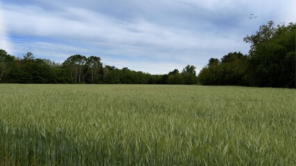 Summer landscape in a wheat field.