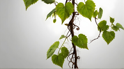 Bush grape or three-leaved wild vine cayratia (Cayratia trifolia) liana ivy plant bush, nature frame jungle border isolated on white background, clipping path included. - obrazy, fototapety, plakaty
