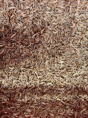 Mealworm larvae. Mealworms are the larval form of the yellow mealworm beetle.