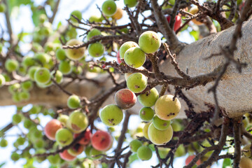 ficus racemosa, ficus fruit. cluster fig fruit
