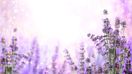 Purple lavender flowers on sunny beautiful nature spring background. Summer scene with fresh lavandula flower of lilac color. Blooming lavender field. Horizontal spring banner. Copy space for text