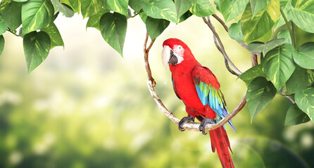 Horizontal nature background with Ara parrot (Ara macao) sits on a liane among tropical leaves. Sunny blurred backdrop with Scarlet Macaw. Copy space for text