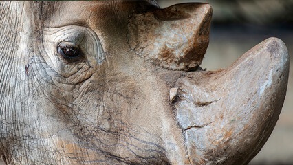 Obraz premium Gros plan sur un rhinocéros