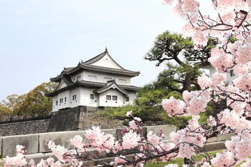Watch tower of Osaka Castle and flowers of sakura, Japan, Asia. Traditional japanese hanami festival. Spring cherry blossoming season in Japan