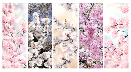 Set of vertical banner with sakura flowers of white and pink colors. Collection of beautiful nature...