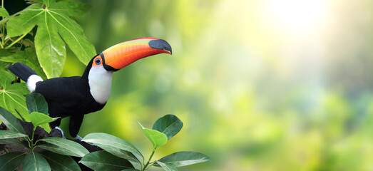 Horizontal banner with beautiful colorful toucan bird (Ramphastidae) on a branch in a rainforest....