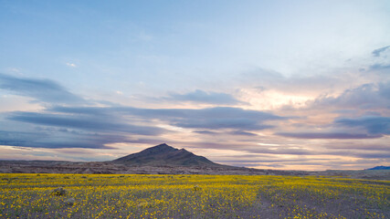 Naklejka premium Desert Wildflowers, Superbloom, Tecopa, California, Nature