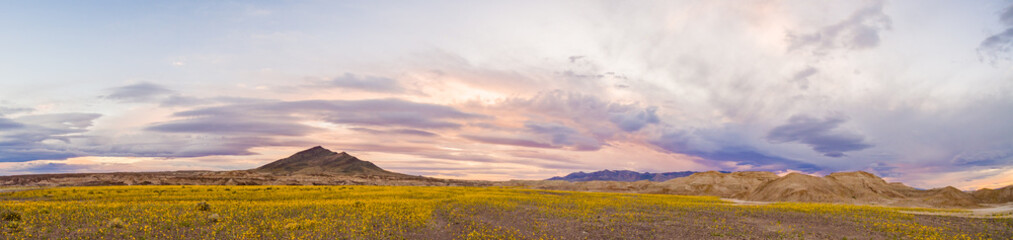 Desert Wildflowers, Superbloom, Tecopa, California, Nature