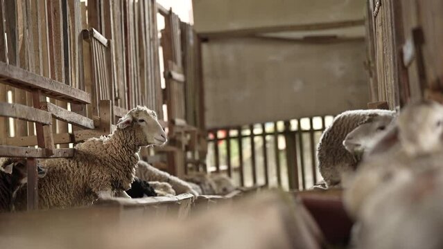 view from the sheepfold