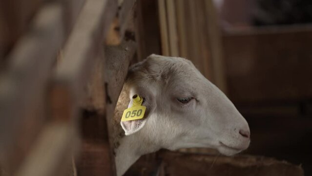 view of a sheep whose ears are numbered for health checks