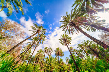 Palm trees towards the sky