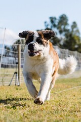 St. Bernard running lure course dog sport on sunny day