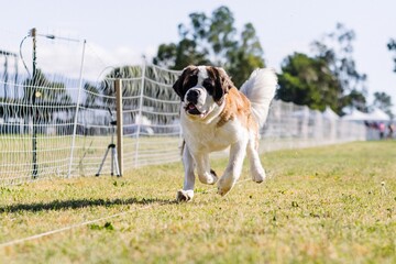 St. Bernard running lure course dog sport on sunny day