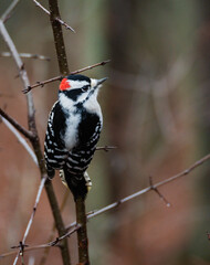 Close up of downy woodpecker bird perched on tree branch in the woods.