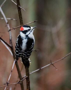 Close up of downy woodpecker bird perched on tree branch in the woods.