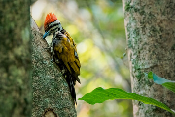The flame back woodpecker perching