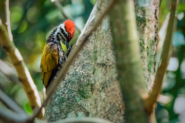 The flame back woodpecker perching
