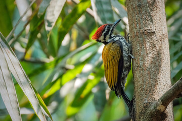 The flame back woodpecker perching
