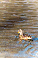 Single duck swimming in public park water