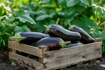 harvest of eggplants in a wooden box against the backdrop of a vegetable garden 