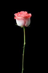 Isolated white and red rose flower on black background with cliping path