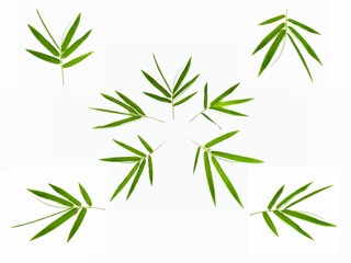 Set of Bamboo leaves isolated on white background
