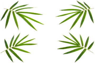 Set of Bamboo leaves isolated on white background
