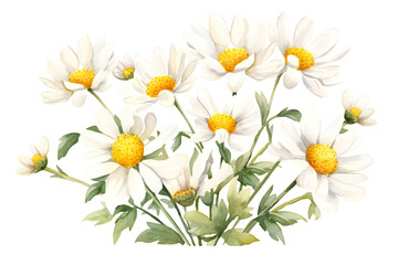 Obraz premium Daisy Flower Watercolor Clipart Chamomile Illustration Perfect for Wedding and Home Decor