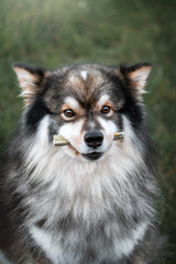 Portrait of Finnish Lapphund dog with treat in mouth