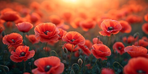 Blooming Beauties A Sunset of Red Poppies Generative AI