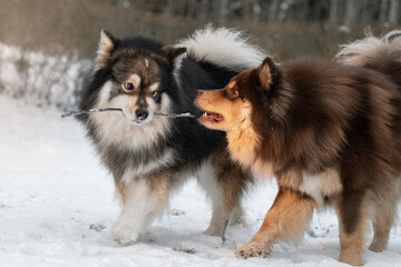 Portrait of Finnish Lapphund dogs playing outdoors in winter season with a stick
