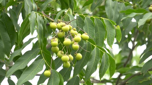 Autumn seedless fruit