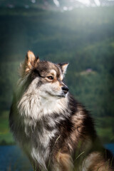 Portrait of Finnish Lapphund dog in summer season