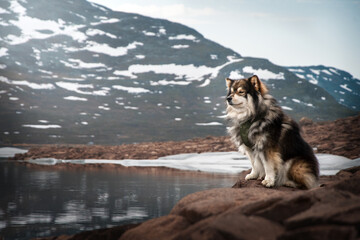 Portrait of Finnish Lapphund dog in the mountains at a lake
