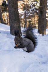 Squirrel eating a nut on the snow 
