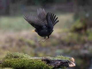 Amsel (Turdus merula)