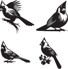 tropical parrot silhouettes isolated on white background