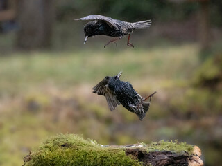 Star (Sturnus vulgaris)
