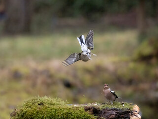 Buchfink (Fringilla coelebs)