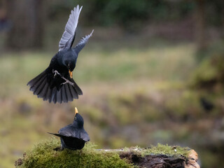 Amsel (Turdus merula)