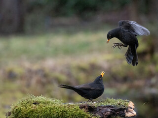 Amsel (Turdus merula)