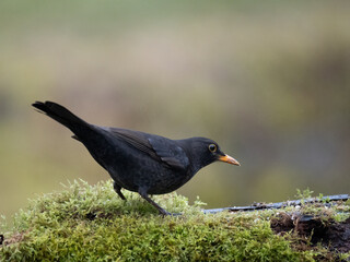 Amsel (Turdus merula)