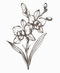 hand drawn orchid